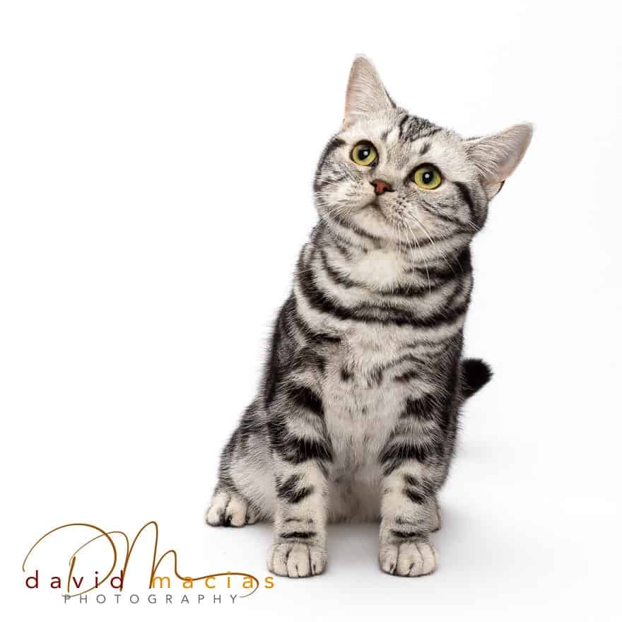 American shorthair female champion