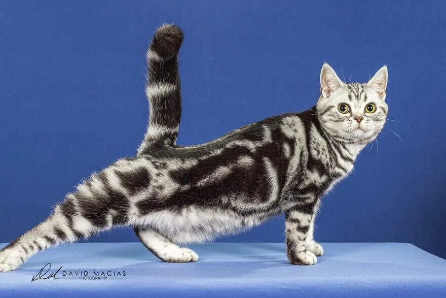 American shorthair cat doing joga