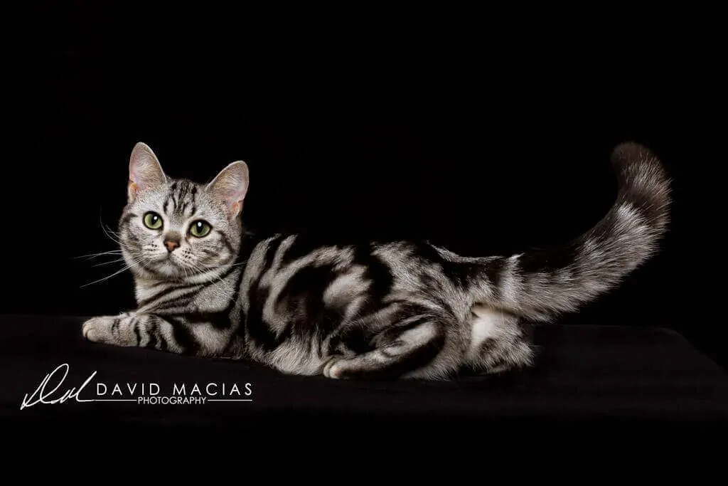 American shorthair cat