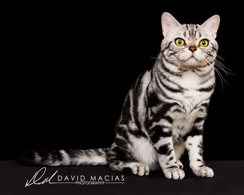 American shorthair grand champion cat