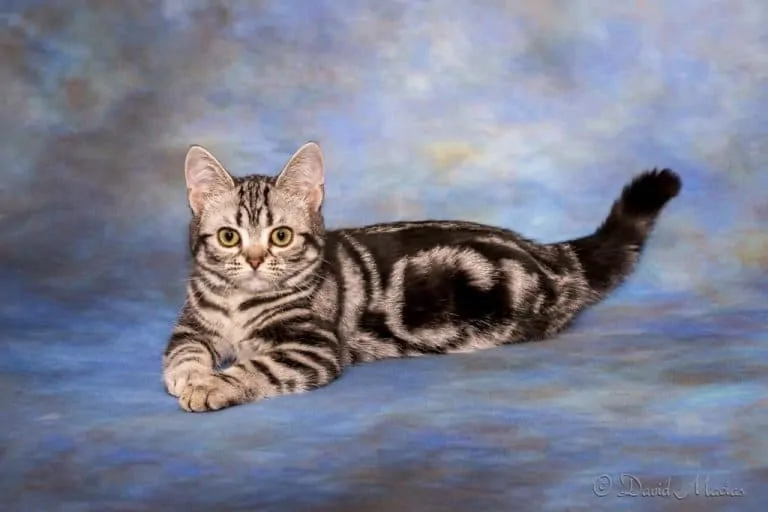 american shorthair champion