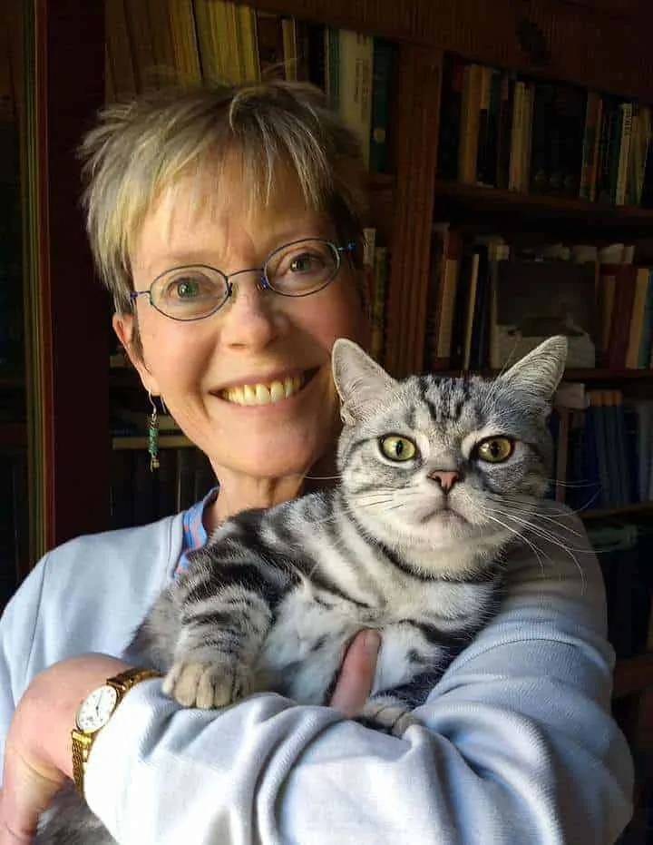 American shorthair silver tabby male being hugged by its owner