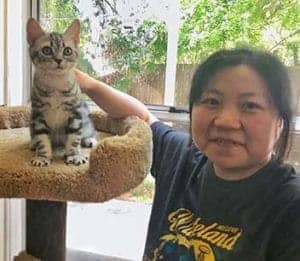Nan and tiazo american shorthair kittesn for sale