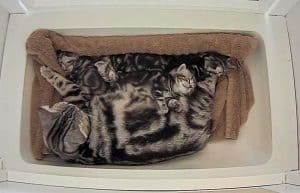 American Shorthair kittens sleeping with mama