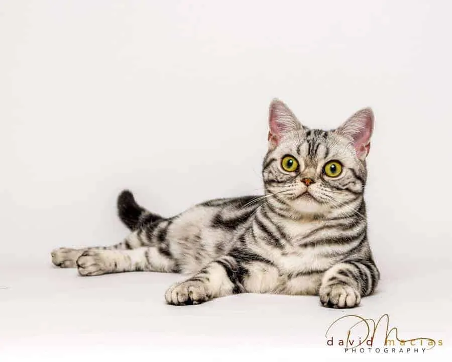 American shorthair female cat