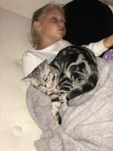 Silver Tabby American Shorthair sleeping on child