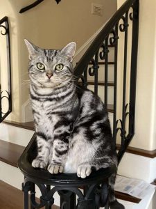 Silver Tabby American Shorthair male cat on a staircase