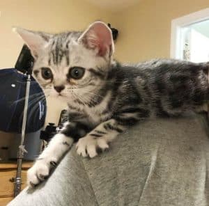 American Shorthair kitten on shoulder