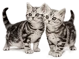 silver tabby kittens