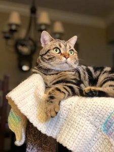 Brown Tabby American Shorthair cat relaxing
