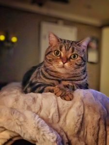 Brown Tabby American Shorthair Maggie gorgeous eyes