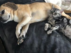 American Shorthair kitten Noir and dog
