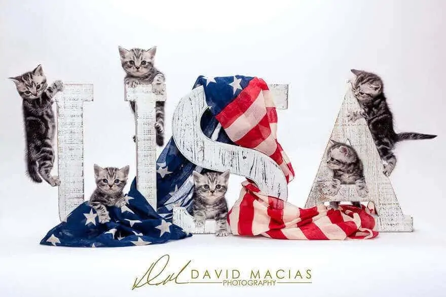 American shorthair kittens with american flag.