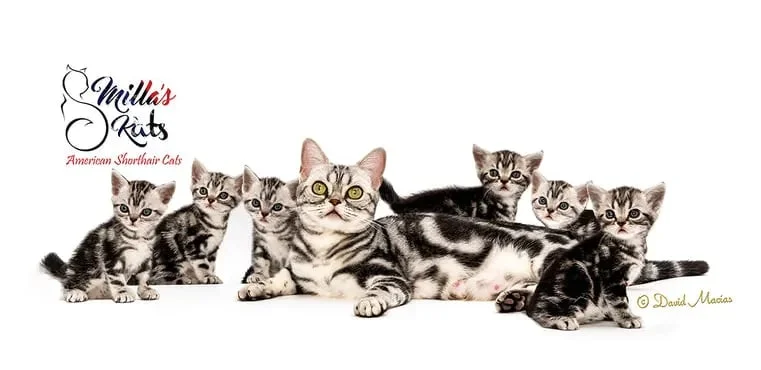 Milla's kats monica belluci, an american shorthair female with her six kittens.