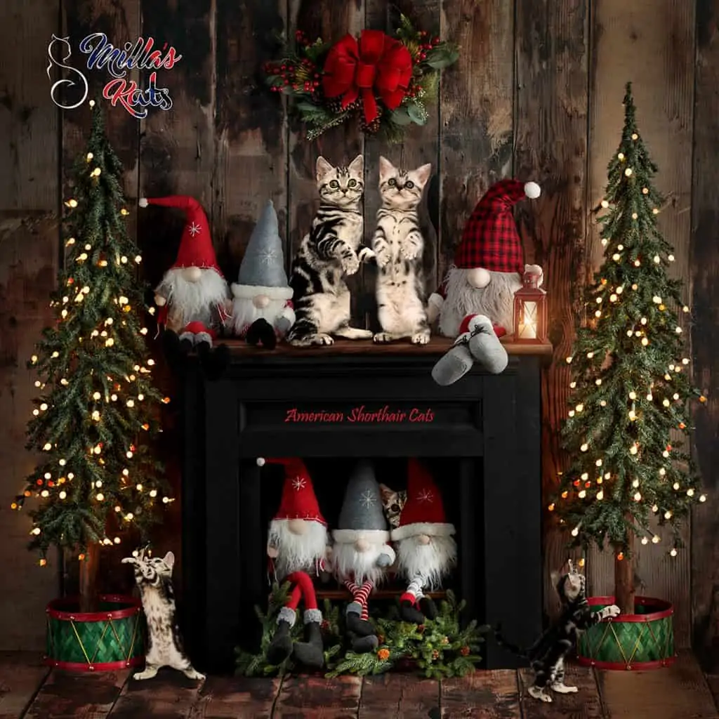 American shorthair kittens celebrating christmas