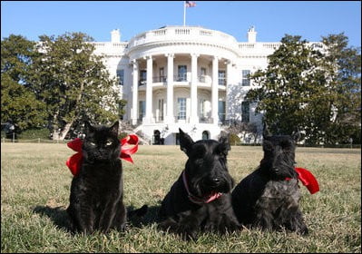 President bush pets india, barney and miss beazley