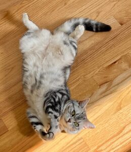 American Shorthair silver tabby kitten laying on back