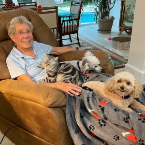 American Shorthair on lap with owner and dogs