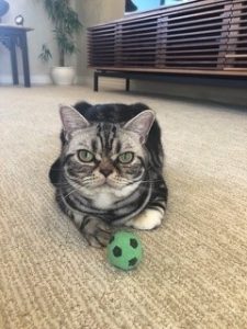 American shorthair playing with ball