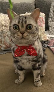 American Shorthair with bow tie
