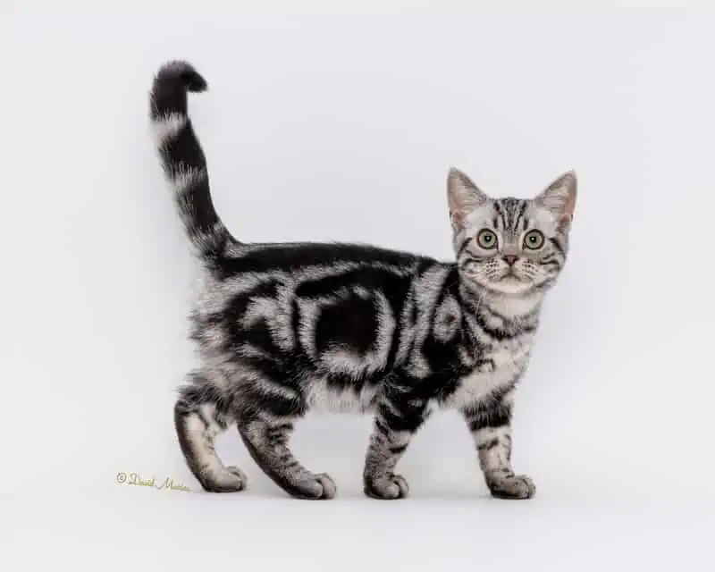 American shorthair kitten for sale