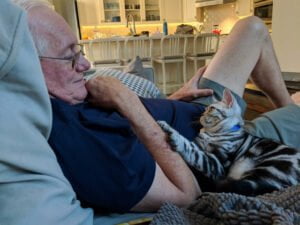 American shorthair cat laying on lap of owner
