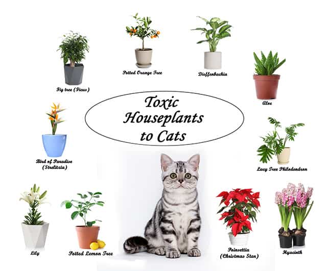 Toxic-houseplants-to-cats