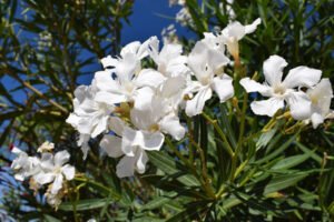 White-oleander