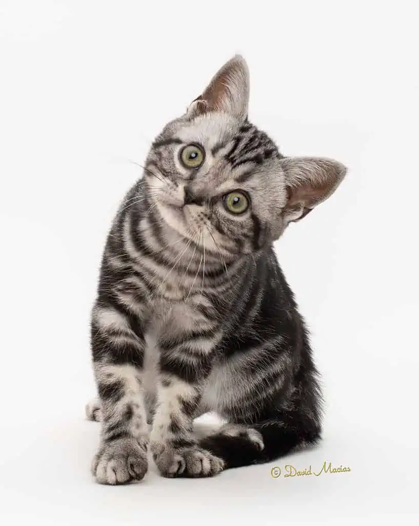 American shorthair kitten for sale