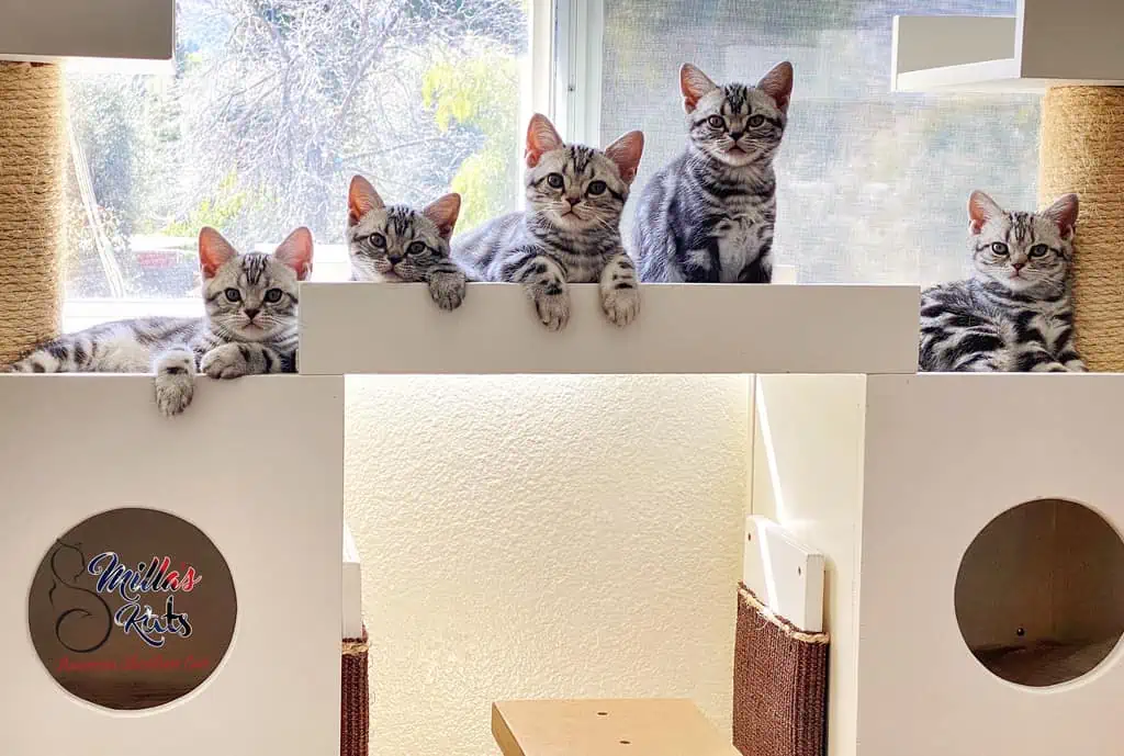 American shorthair kittens for sale