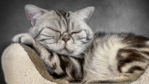 American Shorthair cat sleeping like an angel