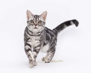 American shorthair kitten for sale