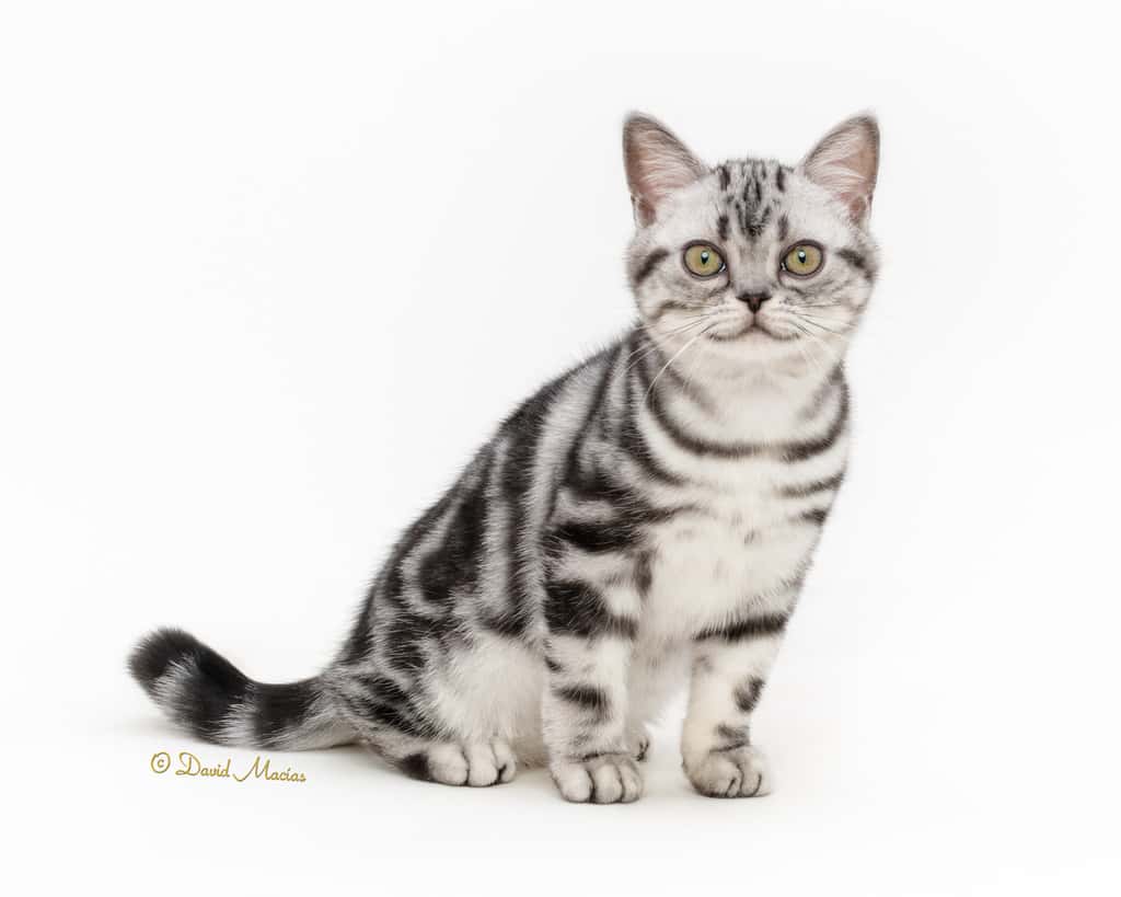 American shorthair kitten for sale