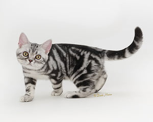 Axel american shorthair kitten for sale