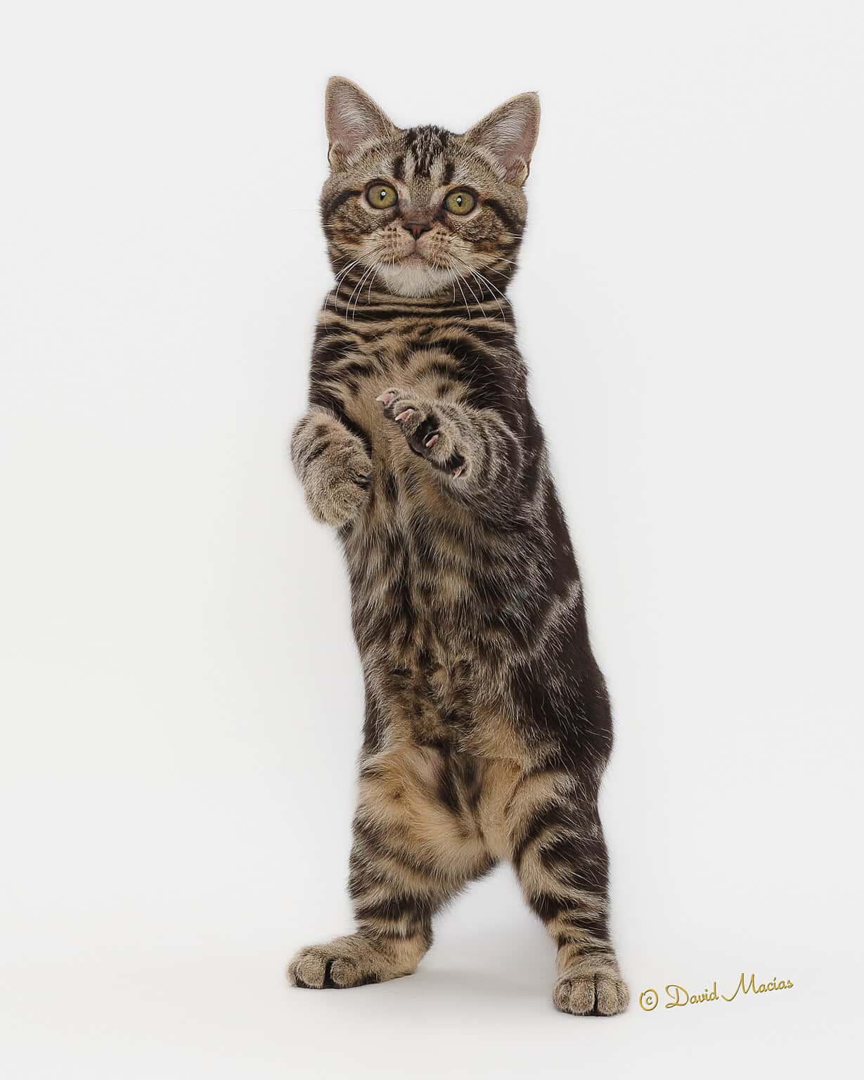 A tabby cat stands upright on its hind legs against a white background, with its front paws slightly raised and wide eyes looking forward. The cat&rsquo;s body and facial stripes are clearly visible.