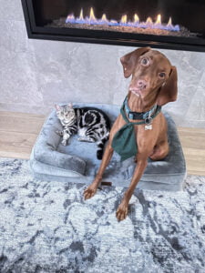 Nola, an American Shorthair cat with her best friend Remy.