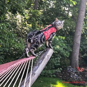 American Shorthair Cat wearing hardness