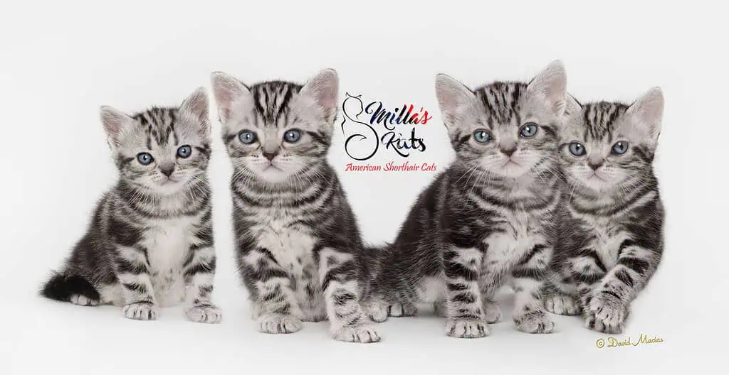Milla's Kats - Premium American Shorthair Kitten Breeder