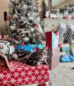 American Shorthair Cat Christmas
