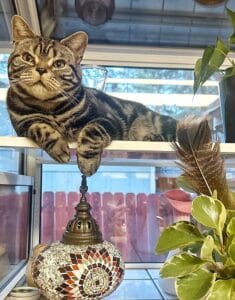 American Shorthair Jiminy relaxing.