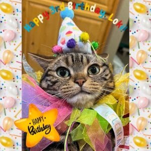 Loki, an American Shorthair Celebrating his Birthday Party
