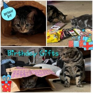 American Shorthair Birthday Party