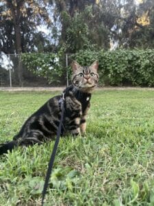 Malcom, an American Shorthair walking on leash