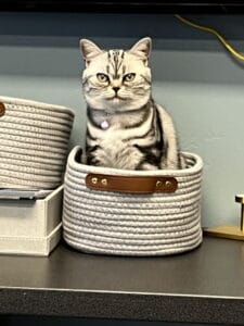 American Shorthair kitty in a basket