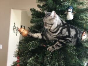 American Shorthair having fun on Christmas tree