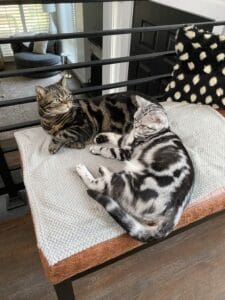 Brown Tabby and Silver Tabby American Shorthair