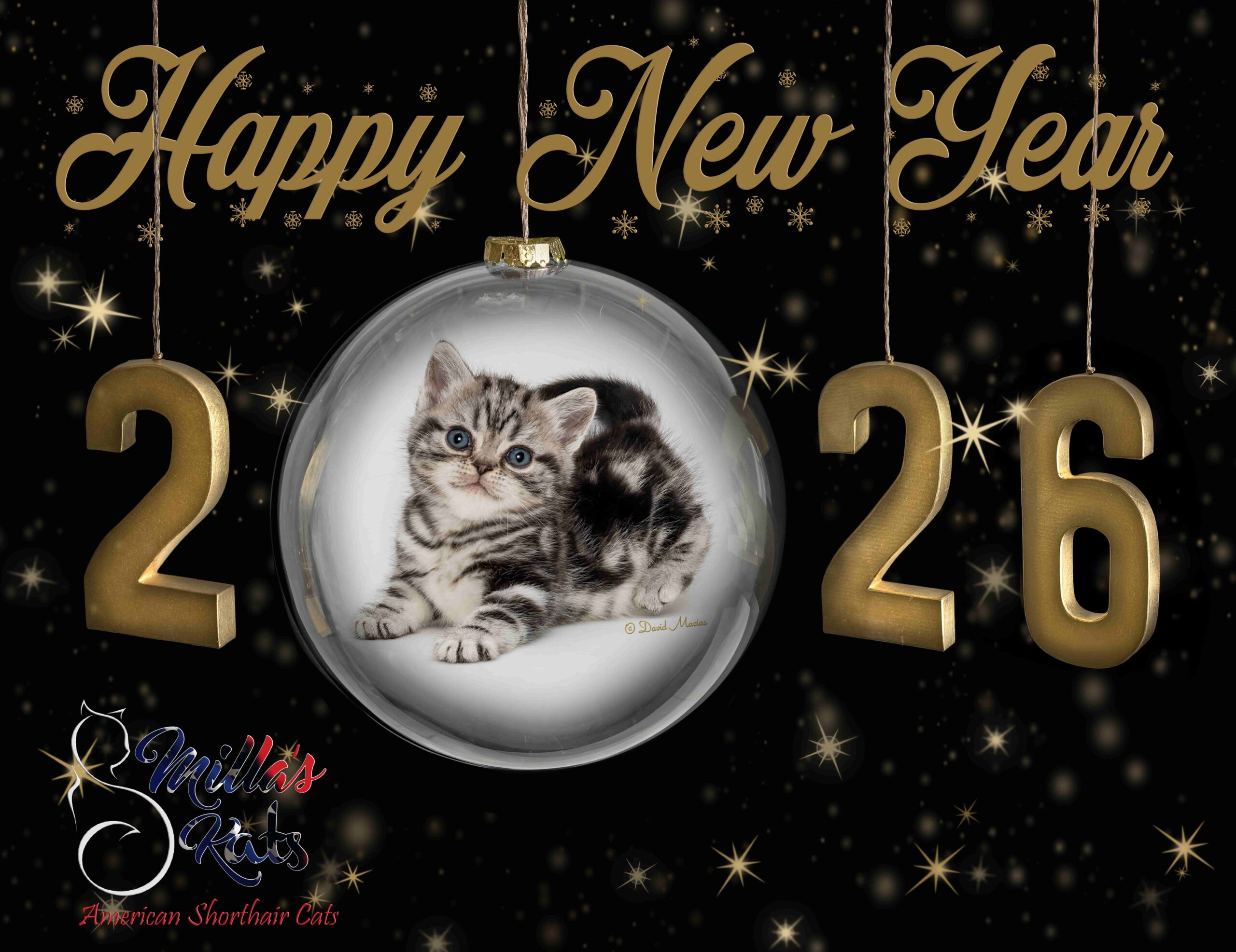 A festive happy new year 2026 graphic features a striped kitten inside a silver ornament, surrounded by gold numbers, stars, and the logo for smillass american shorthair cats at the bottom left.