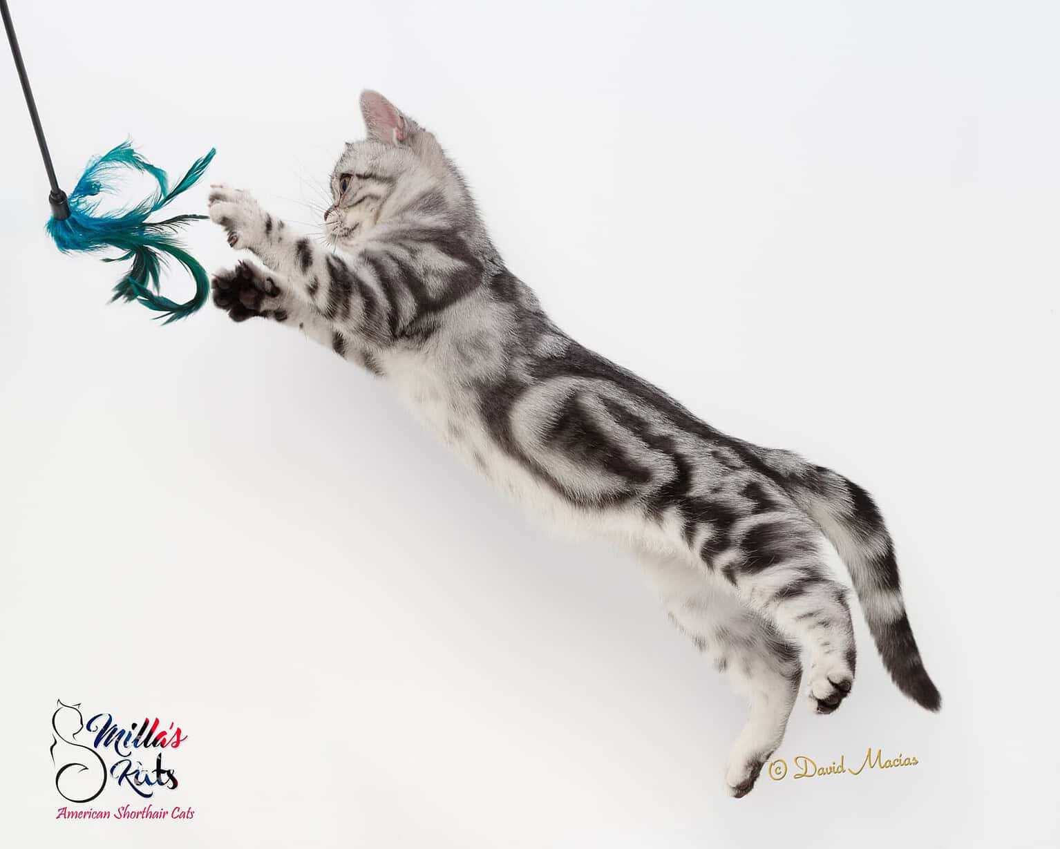 Playful silver tabby kitten jumping to catch a feather toy, showcasing agility and playful nature.