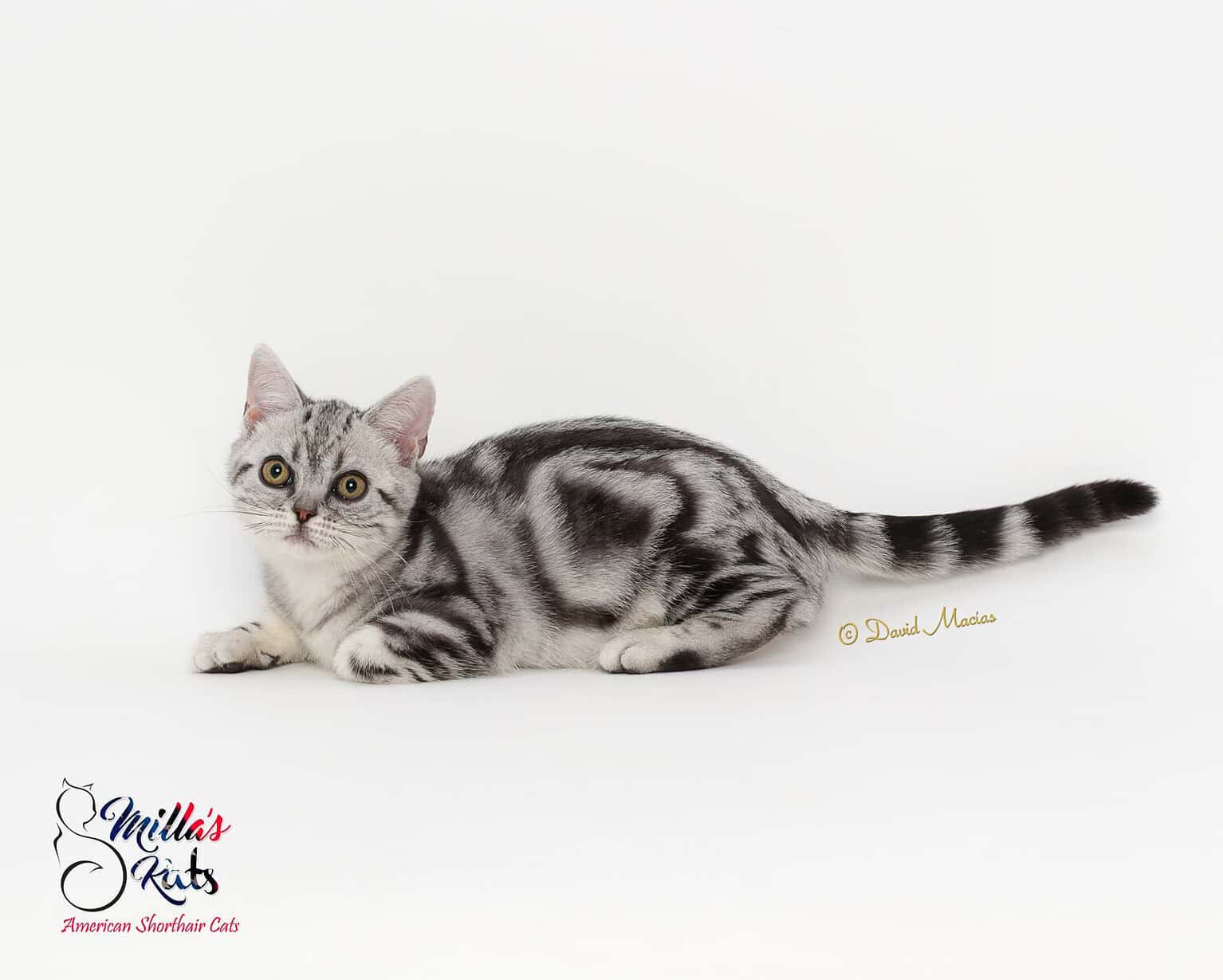Silver tabby kitten lying on white background, adorable and playful.