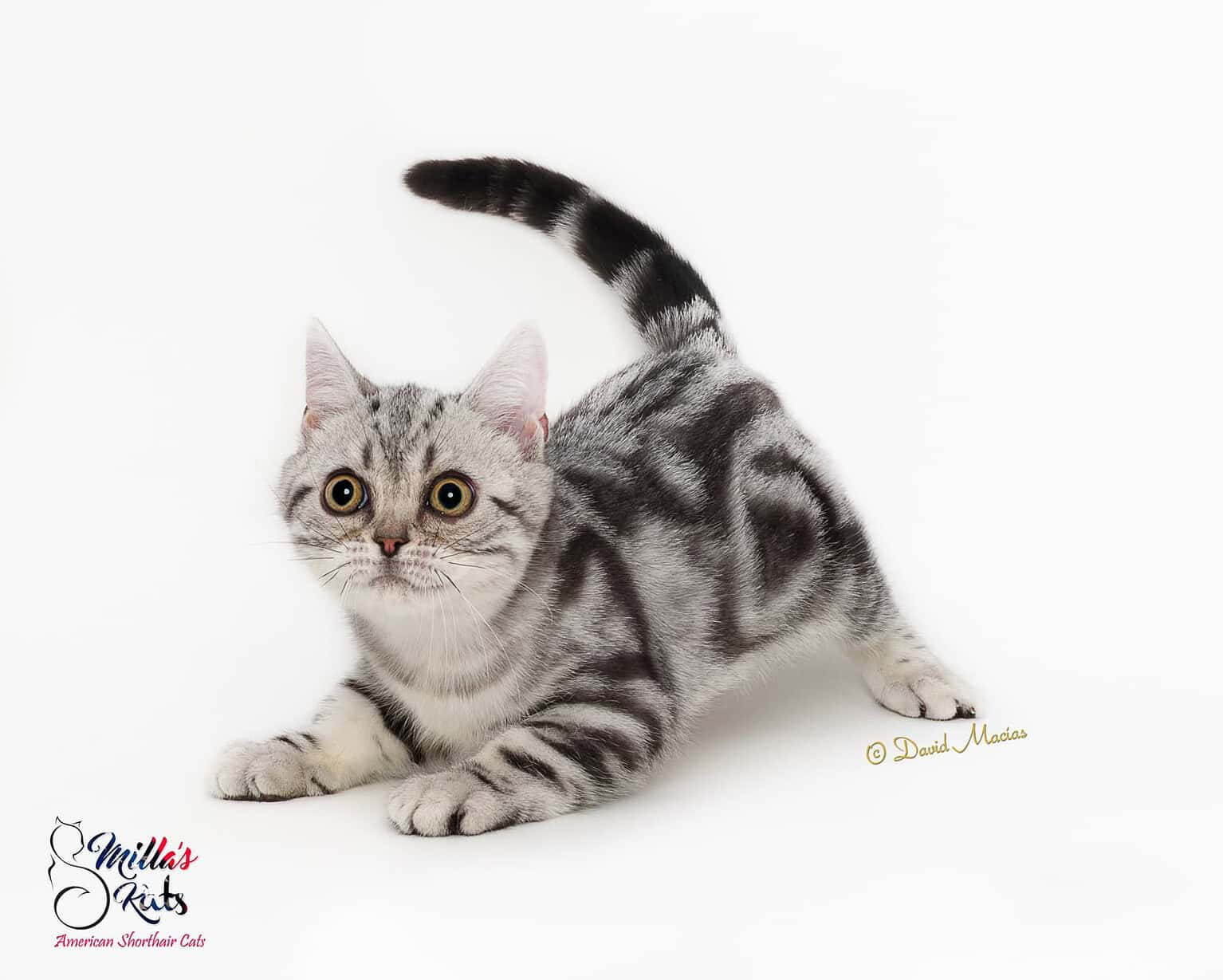 Adorable silver tabby kitten with striking markings, playful pose, and bright eyes.